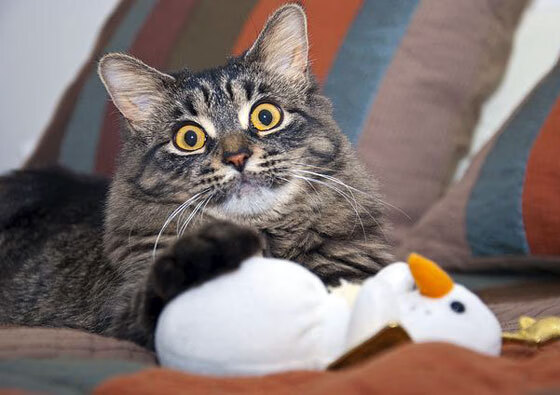 德国队分析：国际乒联混合团体世界杯赛制背后的战略考量，国际乒联德国公开赛