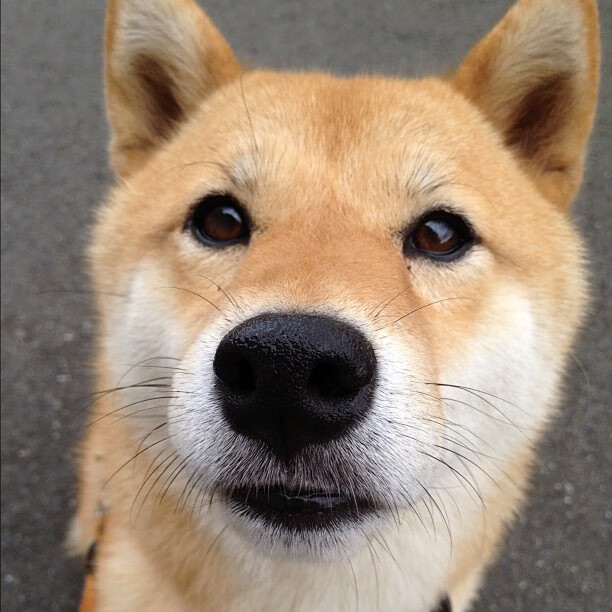 周琦恢复训练内线支柱有望强势回归，周琦带队