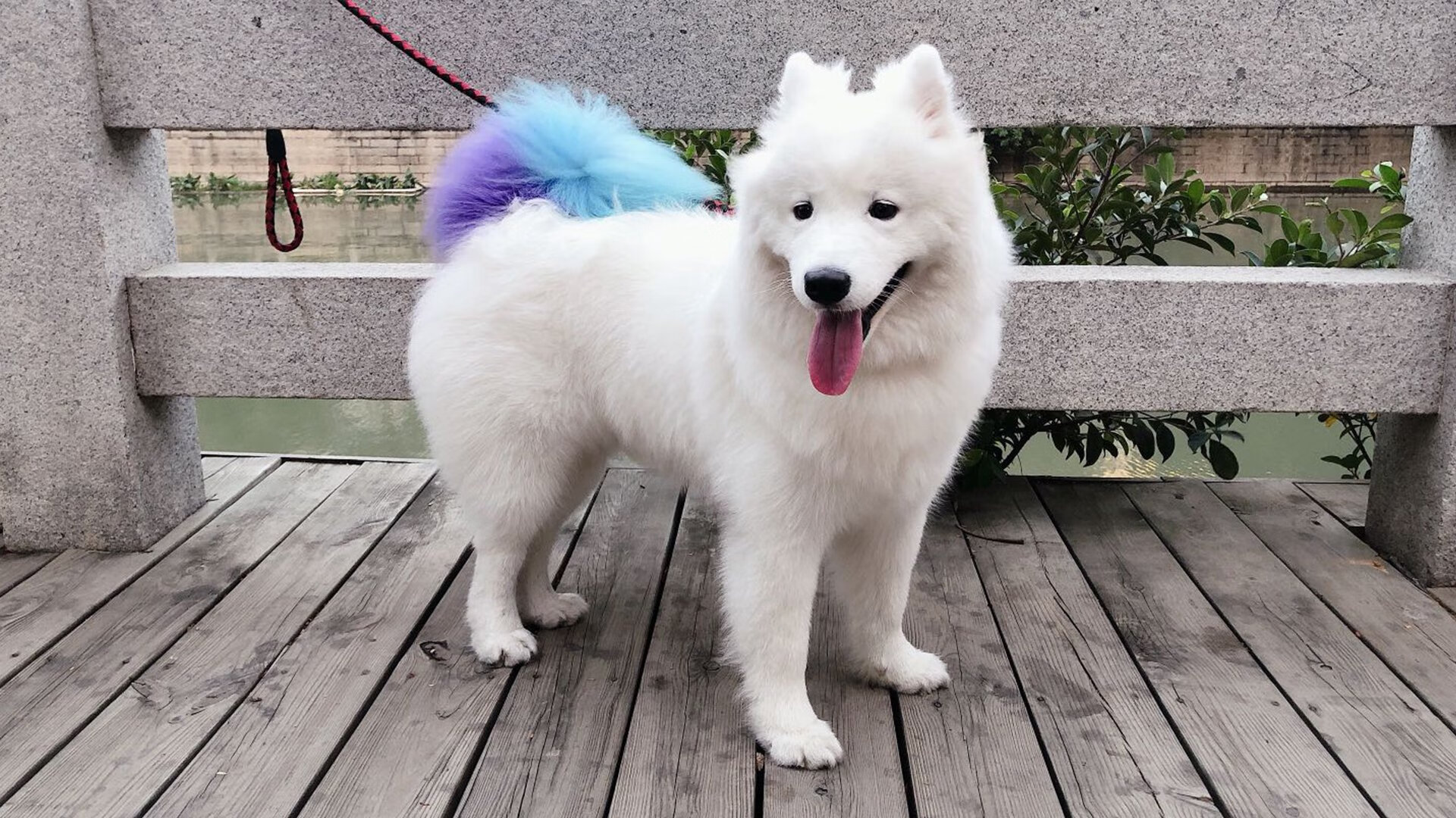 波兰队赛制解读：如何通过赛制增强团队协作与默契，波兰队的比赛